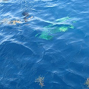 Picture 025
